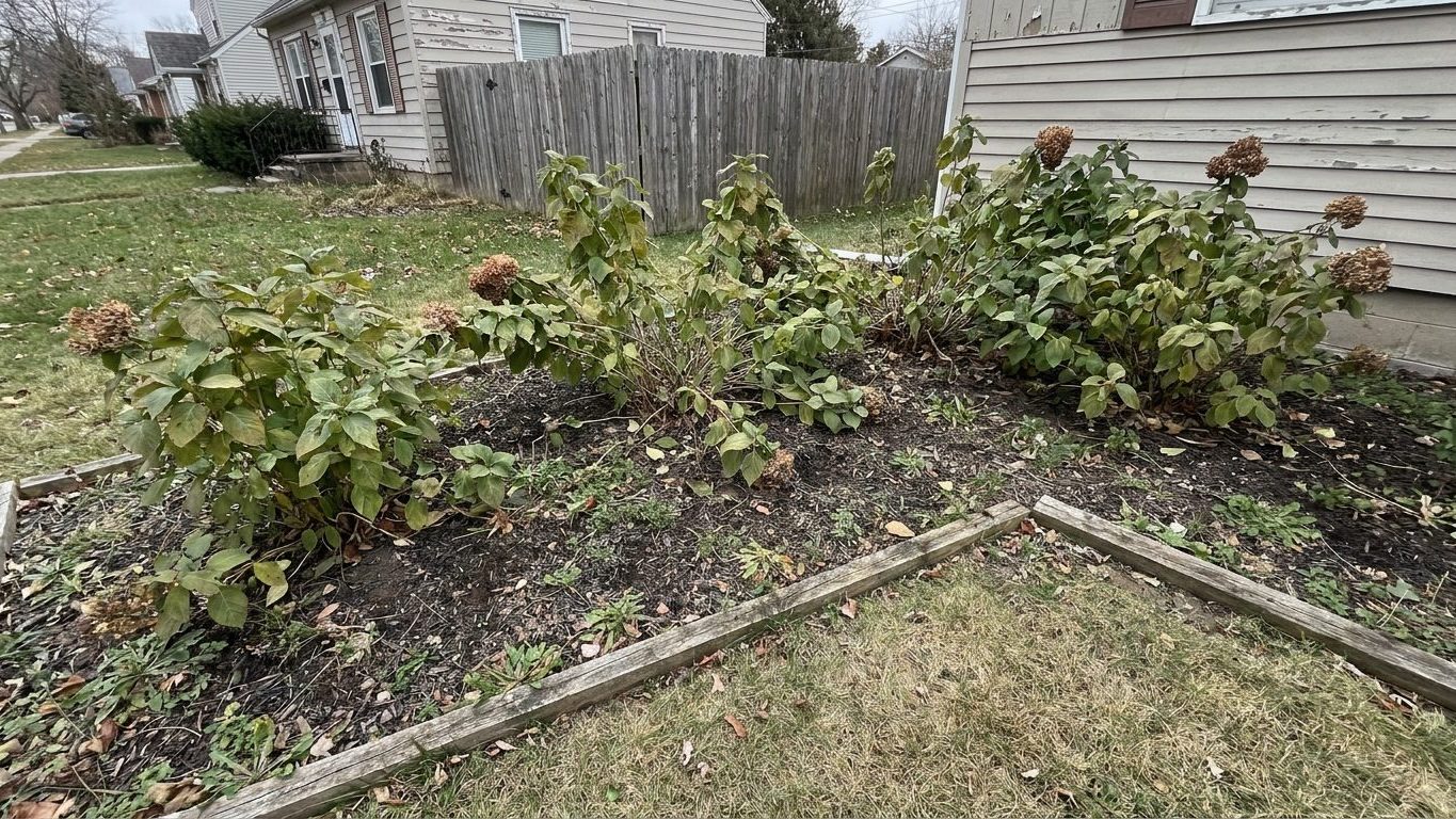 Growing Hydrangeas in Michigan: Dates and Varieties