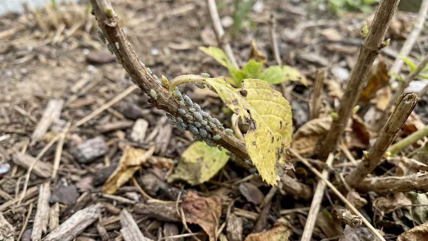 Aphids on Hydrangeas: How to Spot Them and Get Rid of Them