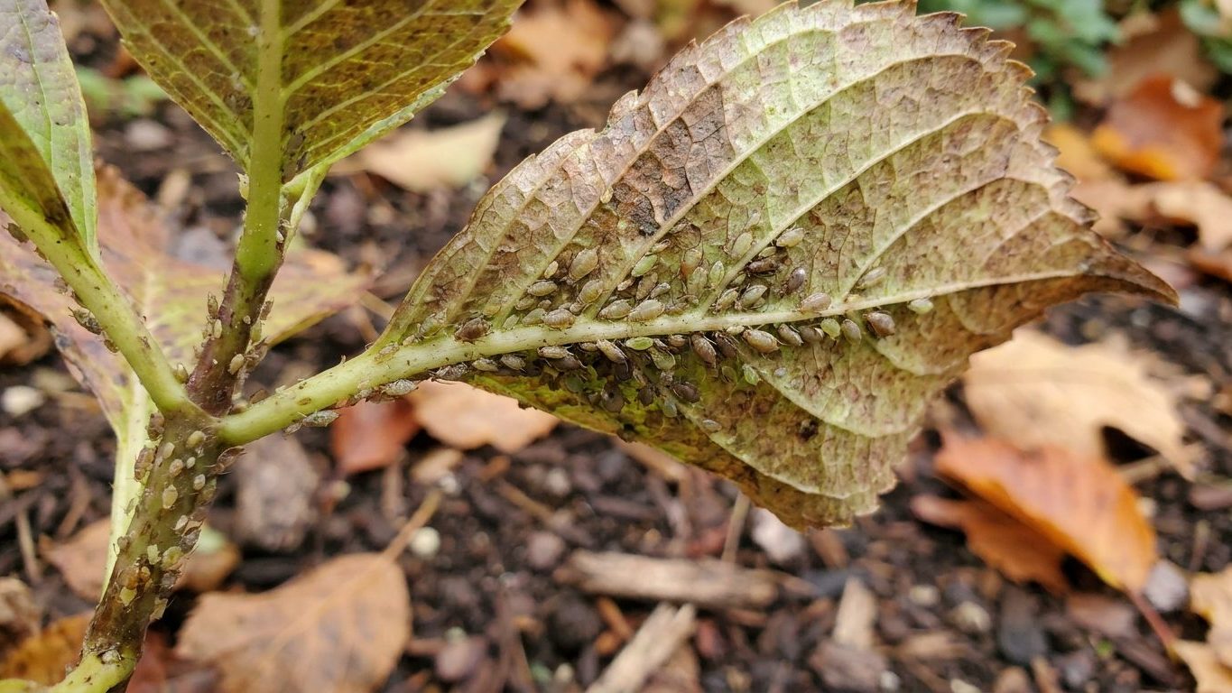 Aphids on Hydrangeas: How to Spot Them and Get Rid of Them