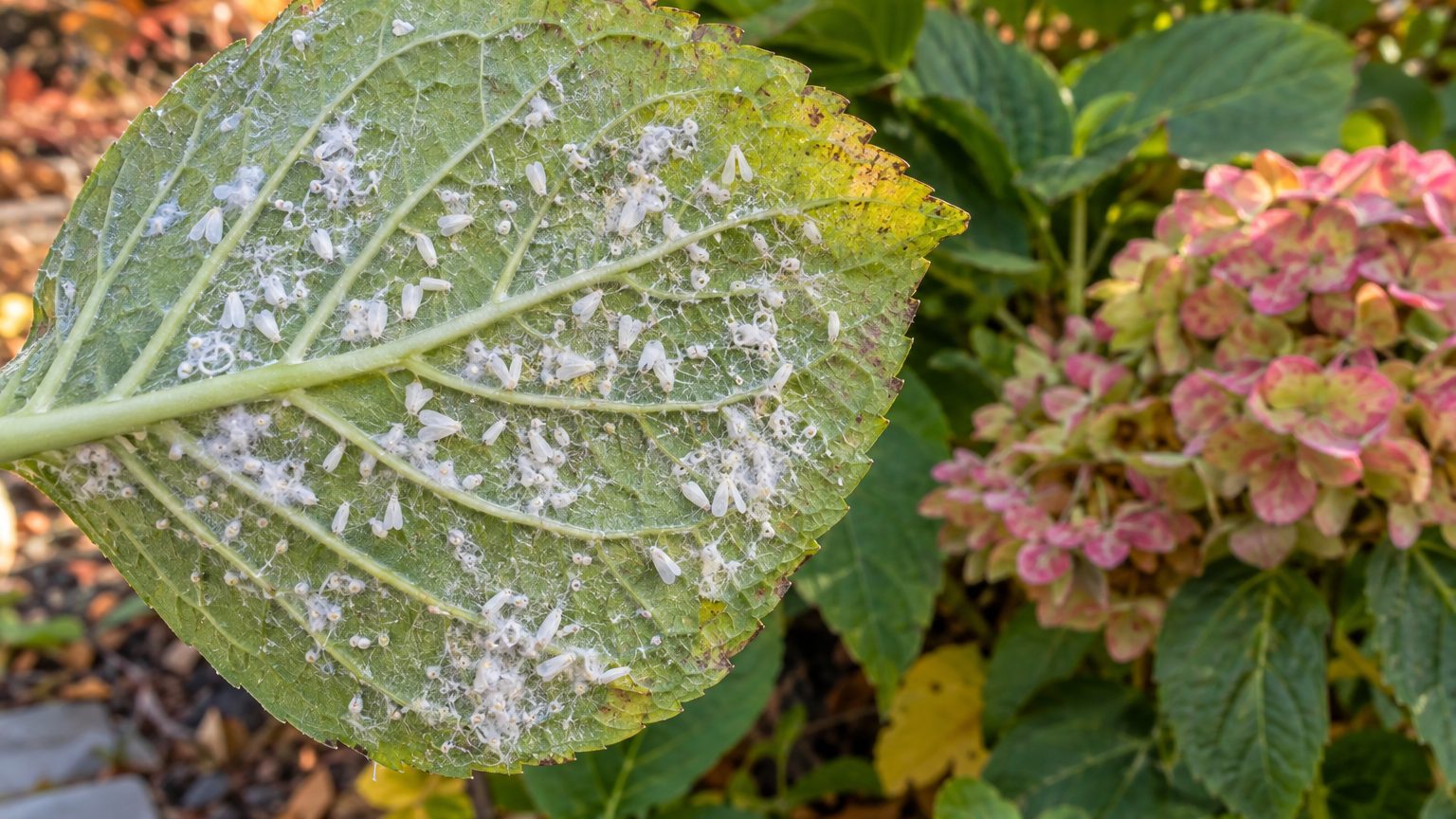 Giant Whitefly on Hydrangeas: How to Spot Them and Get Rid of Them