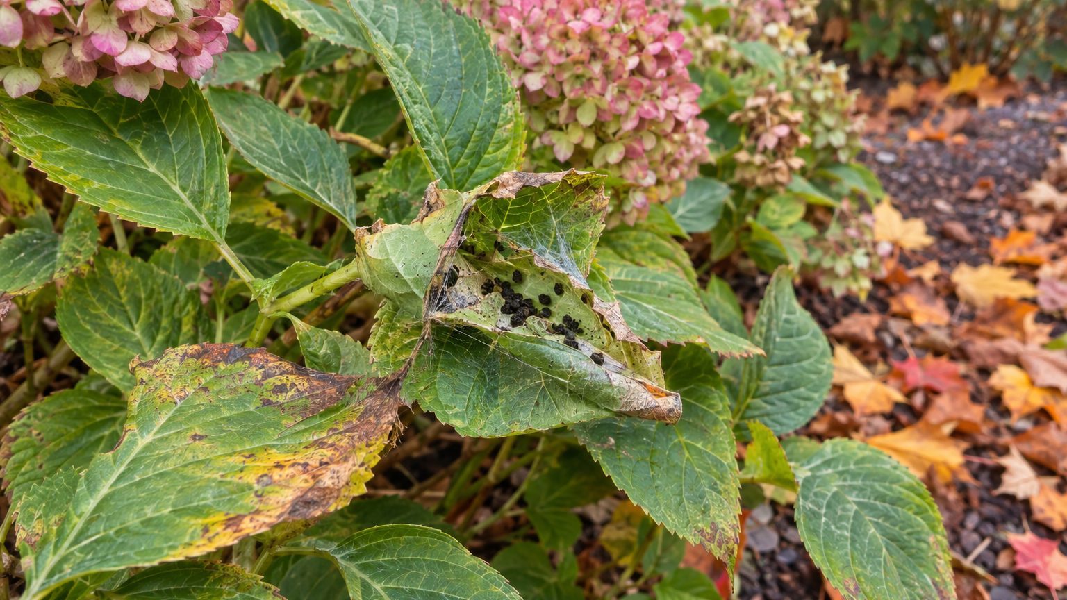 Hydrangea Leaftier on Hydrangeas: How to Spot Them and Get Rid of Them