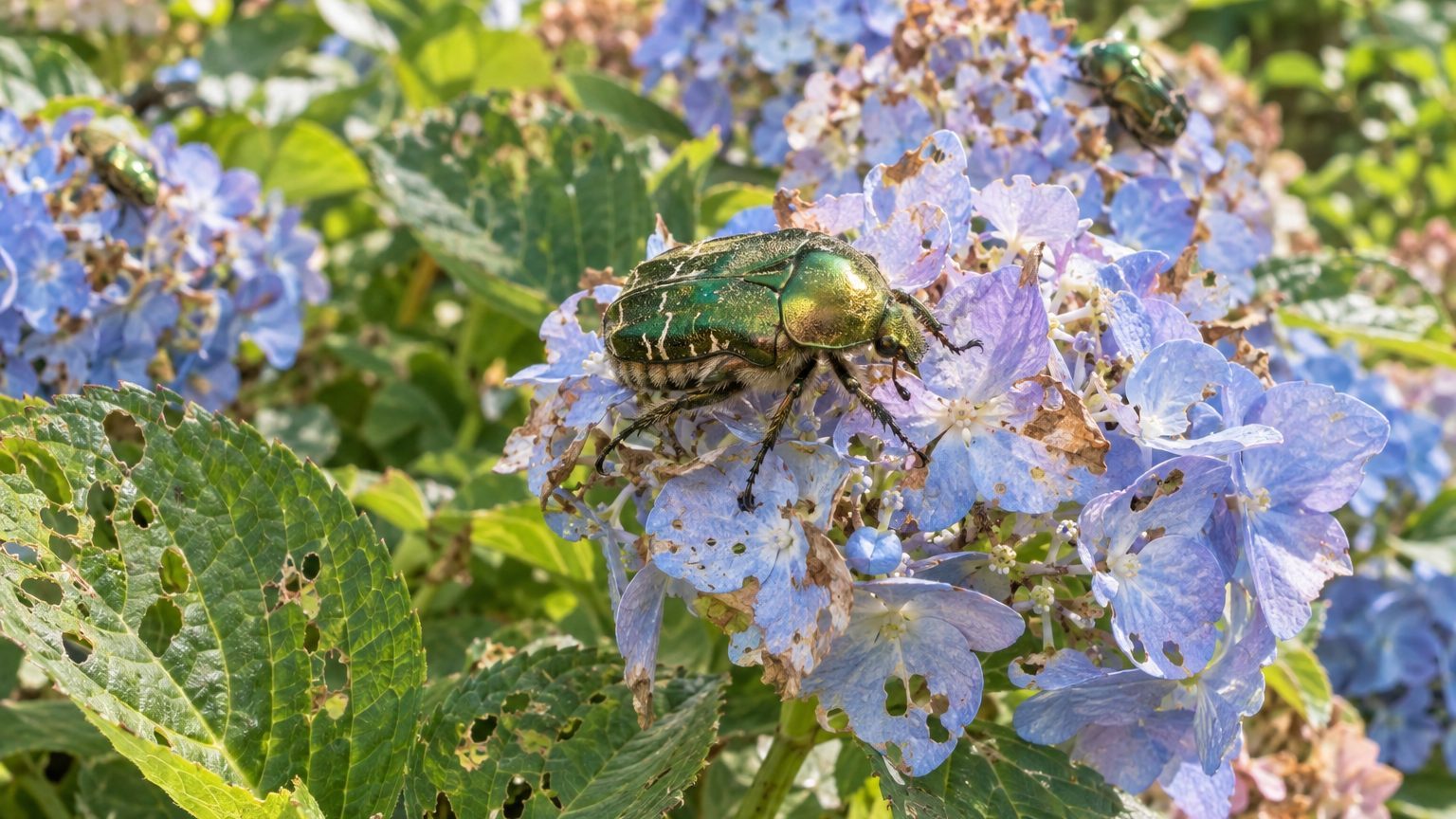Rose Chafer on Hydrangeas: How to Spot Them and Get Rid of Them