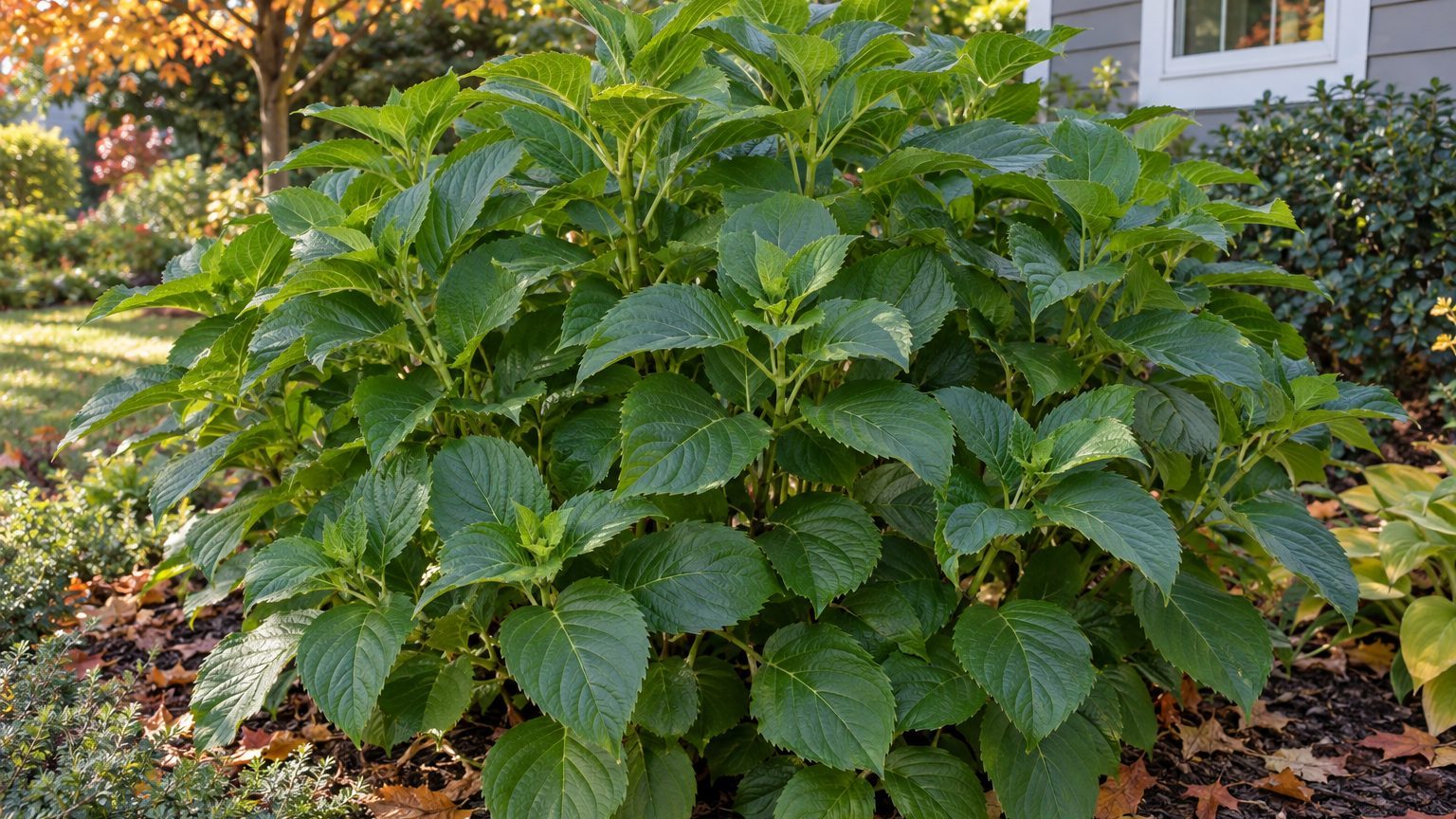 Hydrangea Big Leaves No Flowers: Causes and How to Fix It