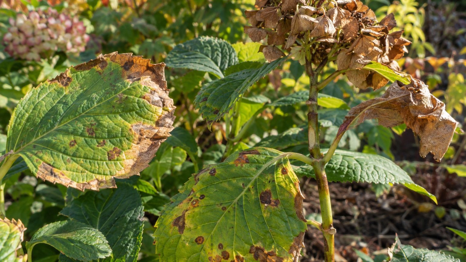 Hydrangea Leaves Turning Brown: Causes and How to Fix It