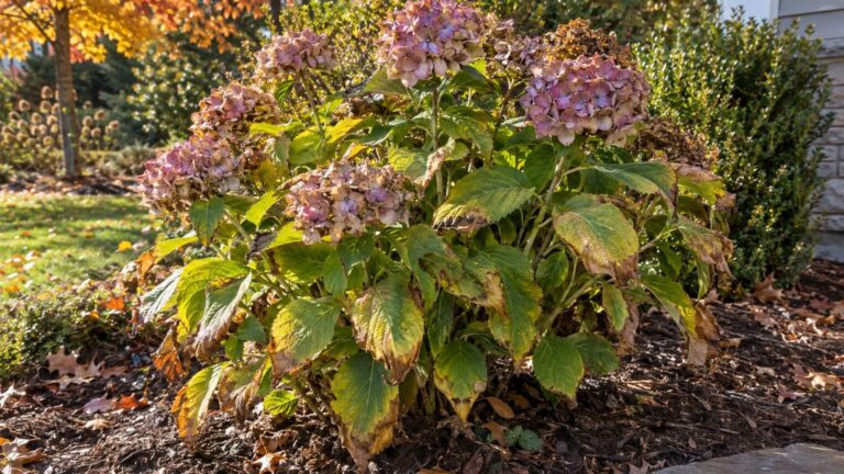 Hydrangeas in Summer Heat: Wilting, Scorch and Shade