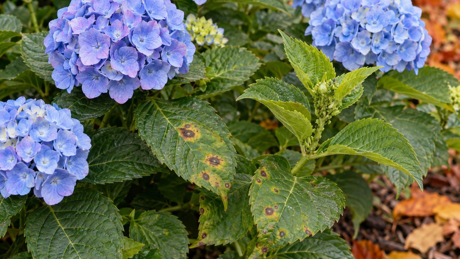 Hydrangea Pests and Diseases in Maryland