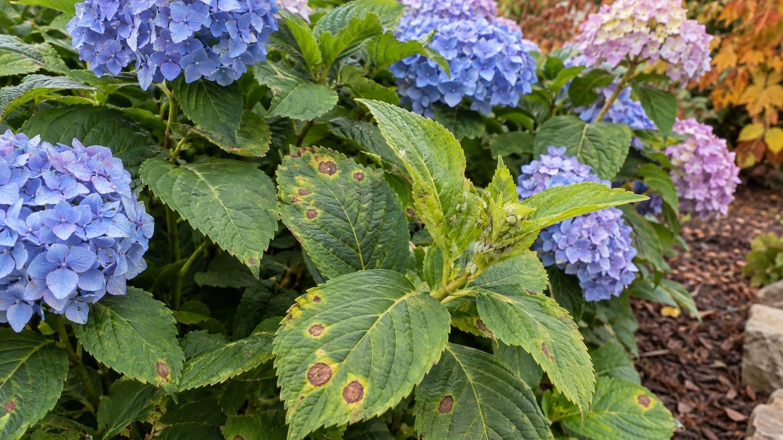 Hydrangea Pests and Diseases in Montana