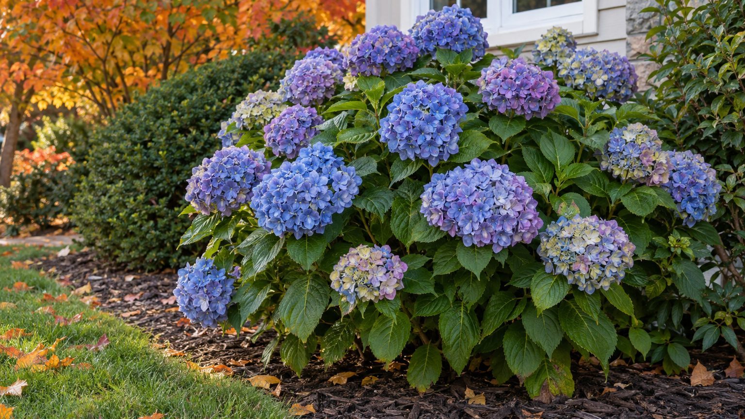 When to Prune Hydrangeas in Oklahoma