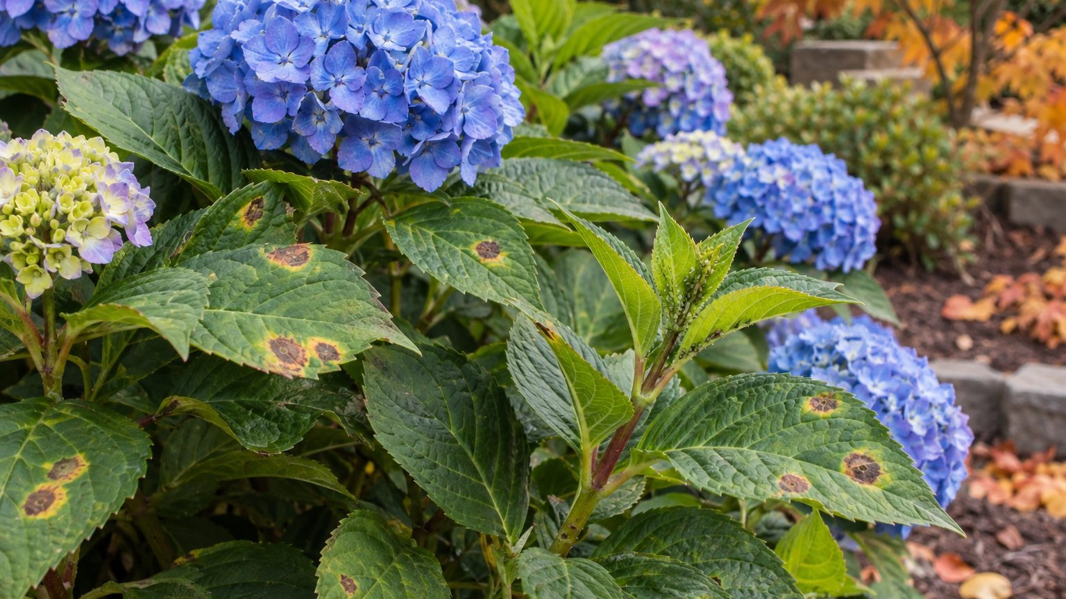 Hydrangea Pests and Diseases in Oklahoma