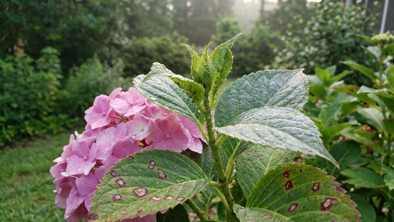 Hydrangea Pests and Diseases in Texas
