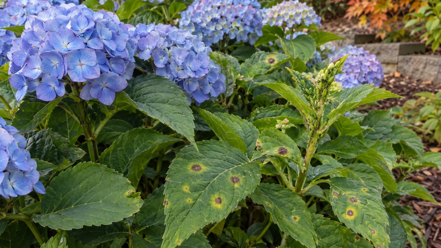 Hydrangea Pests and Diseases in Vermont