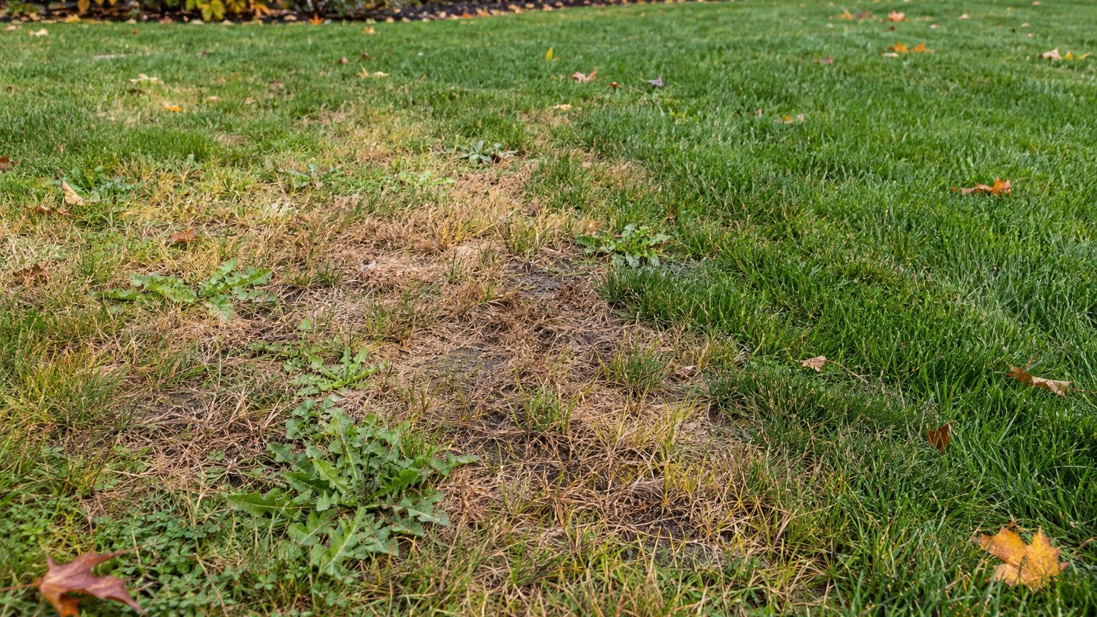 Lawn Problems and Solutions in Alaska