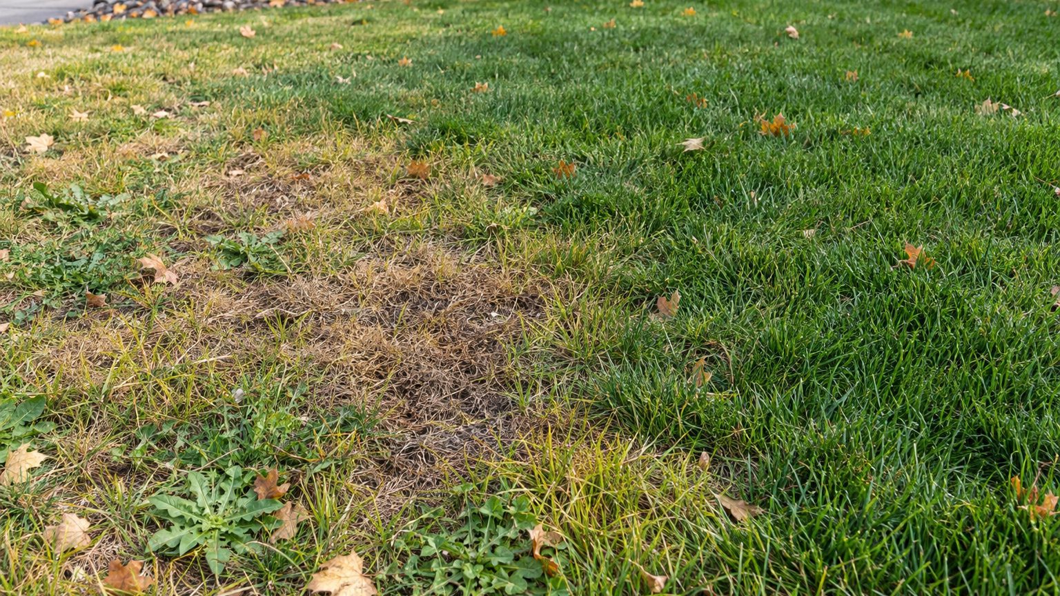 Lawn Problems and Solutions in Alberta