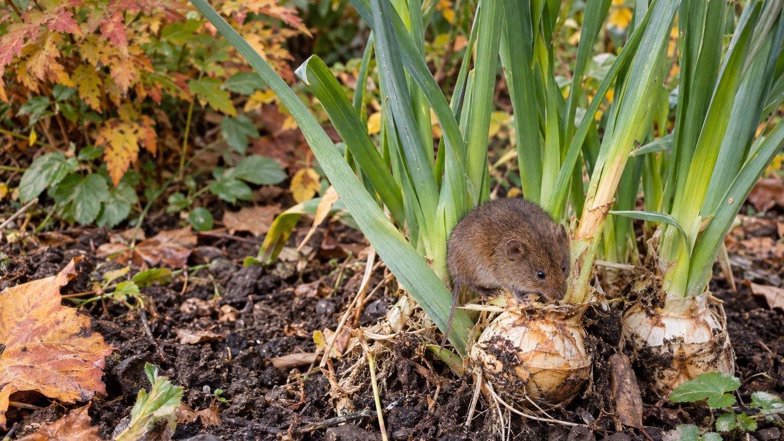 Gophers on Spring Bulbs: How to Spot Them and Get Rid of Them