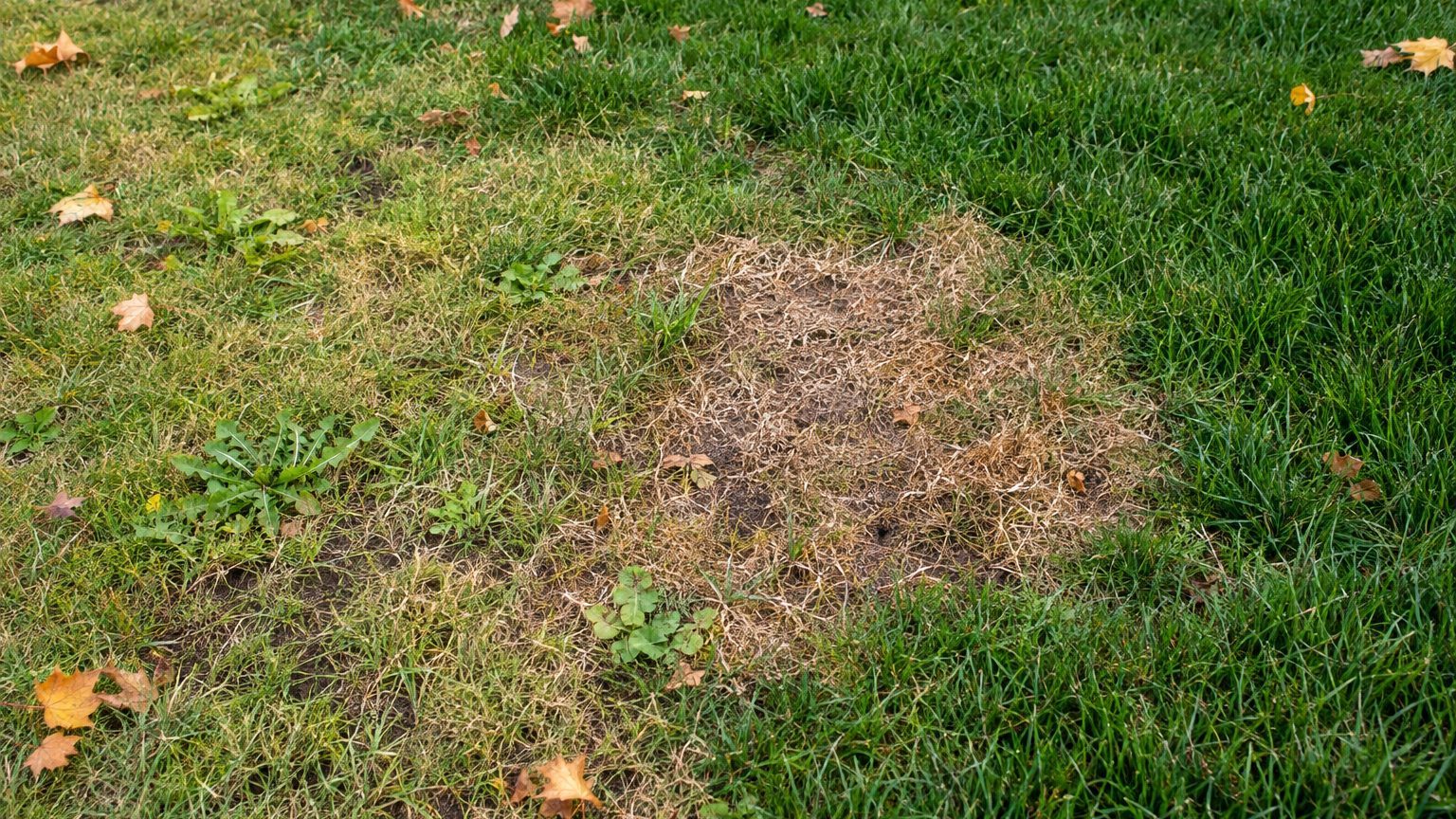 Lawn Problems and Solutions in California