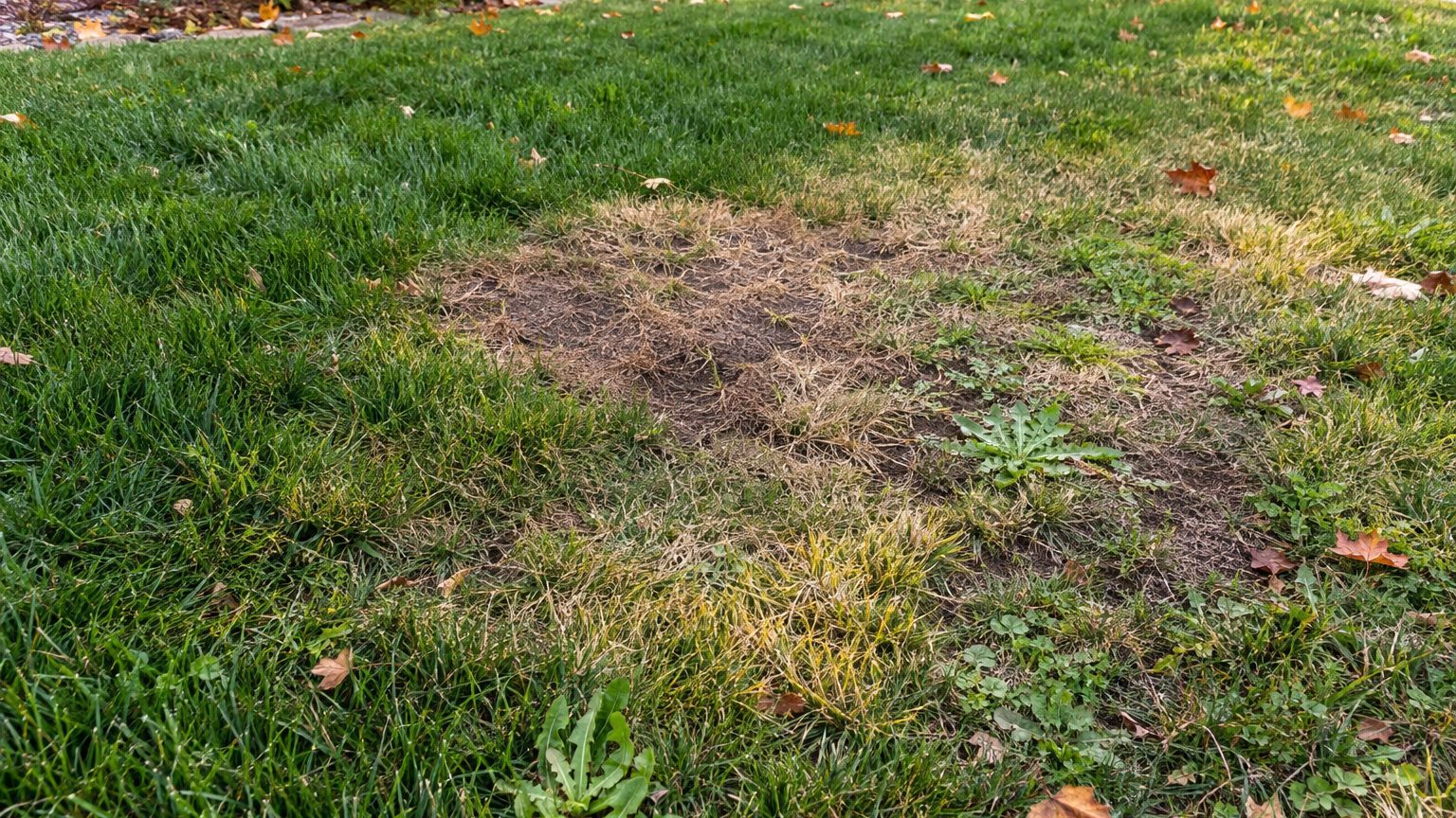 Lawn Problems and Solutions in Colorado