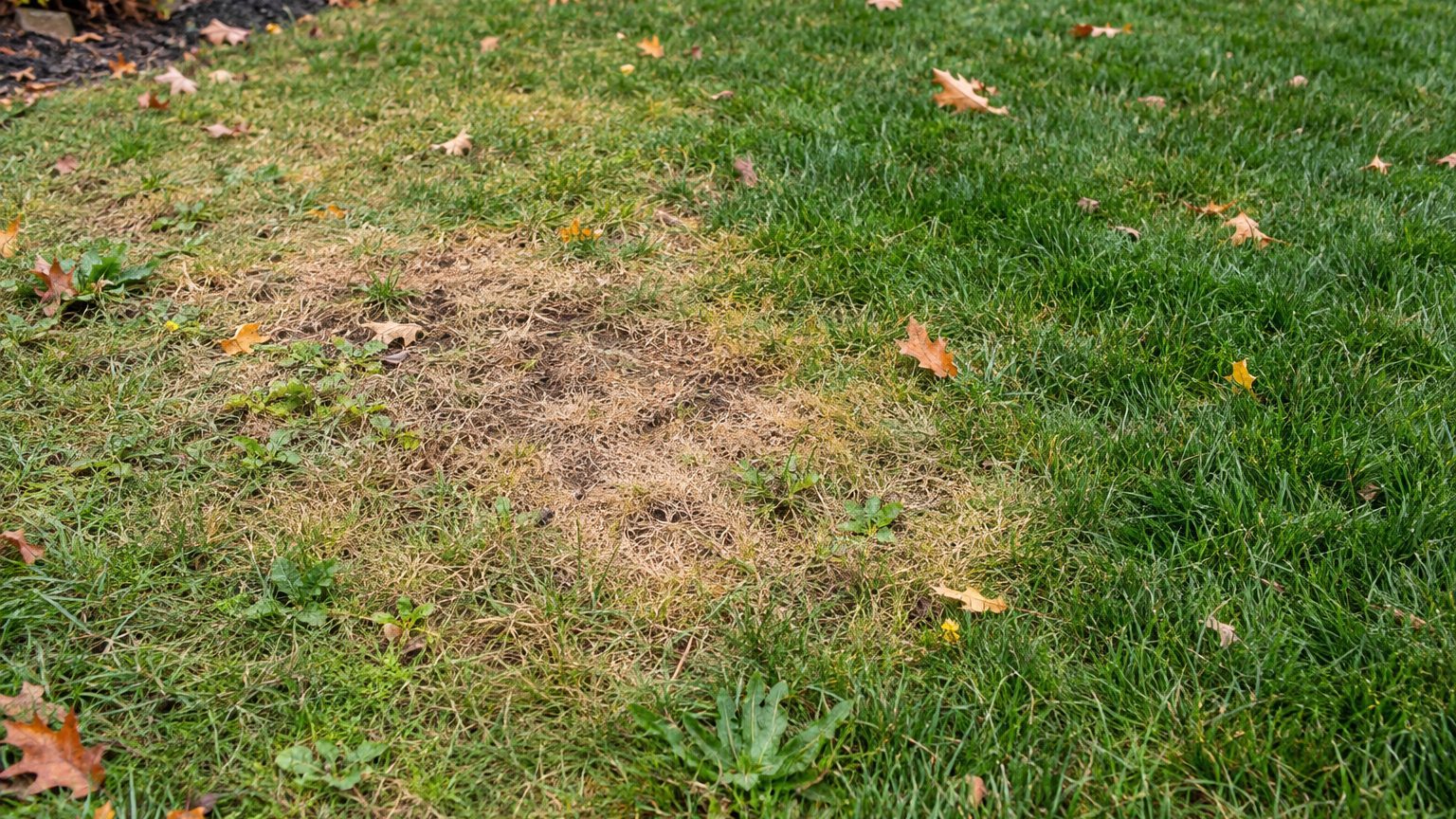 Lawn Problems and Solutions in Connecticut