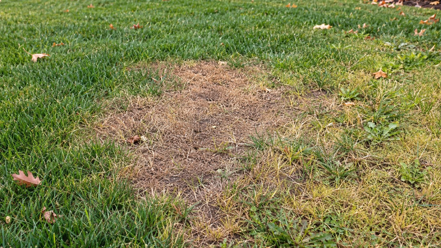 Lawn Problems and Solutions in Delaware