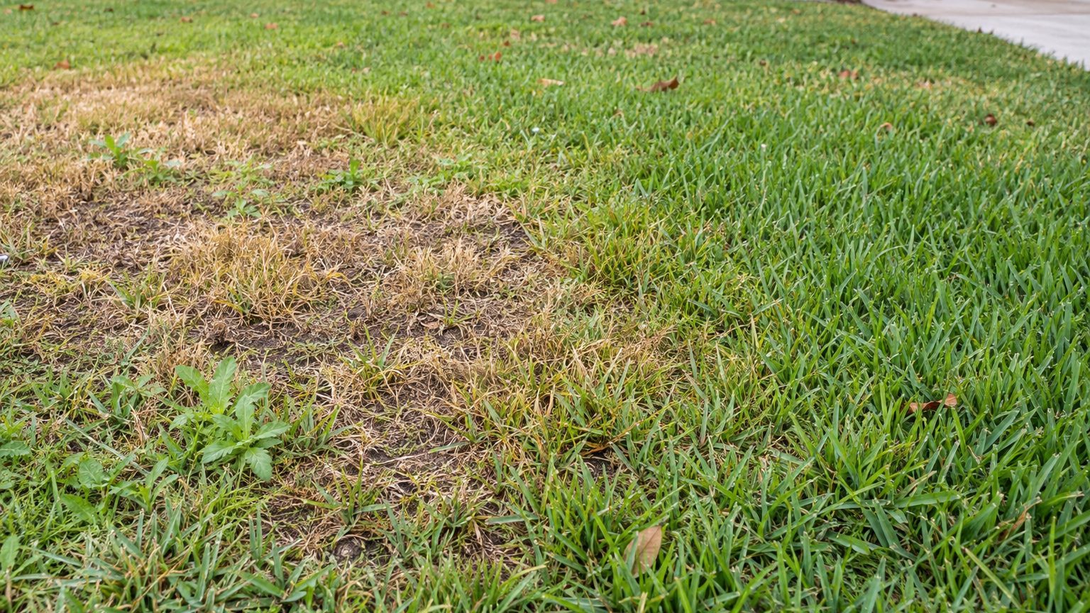 Lawn Problems and Solutions in Florida