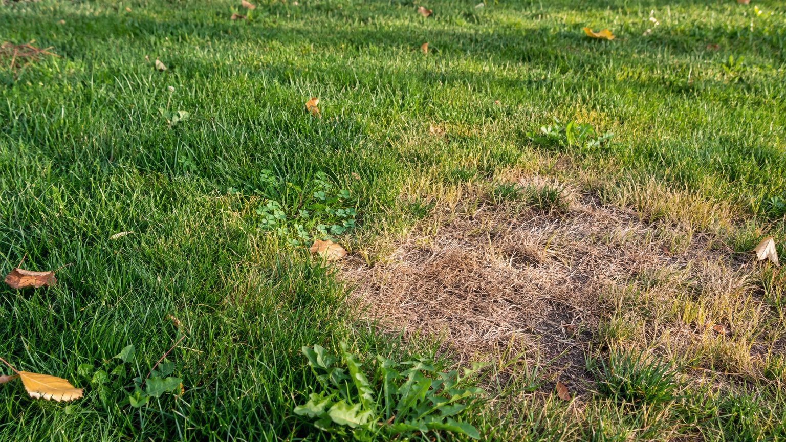 Lawn Problems and Solutions in Idaho