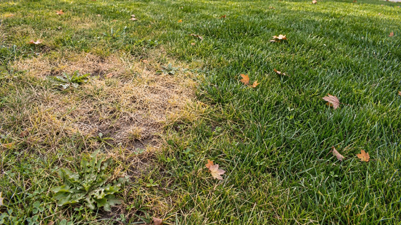 Lawn Problems and Solutions in Indiana