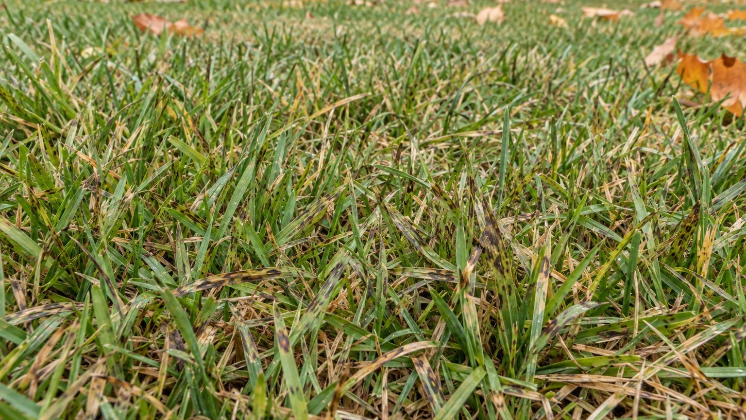 Anthracnose in Lawns: Signs, Treatment and Prevention