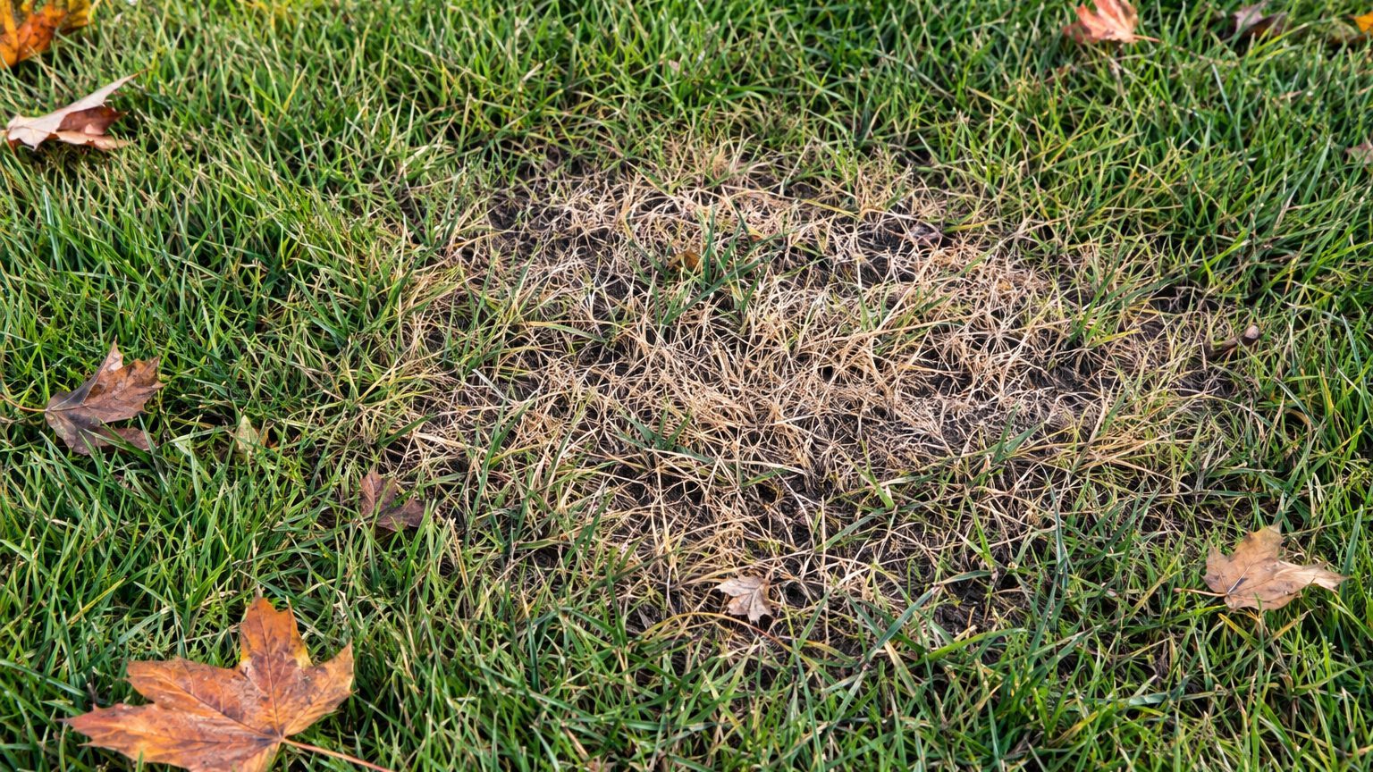 Brown Patch in Lawns: Signs, Treatment and Prevention