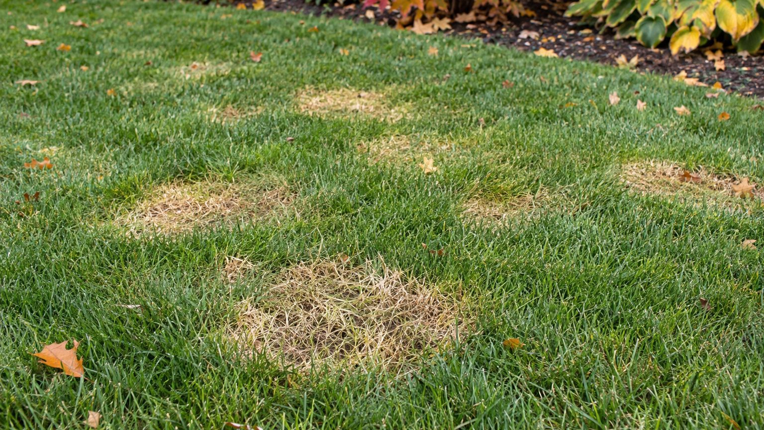 Dollar Spot in Lawns: Signs, Treatment and Prevention