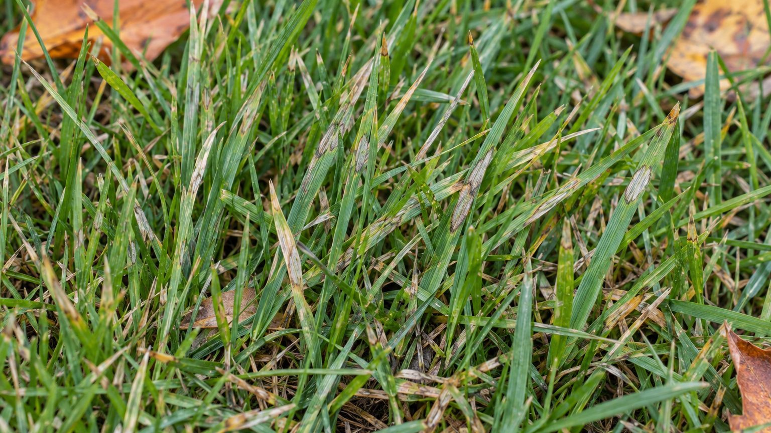 Gray Leaf Spot in Lawns: Signs, Treatment and Prevention