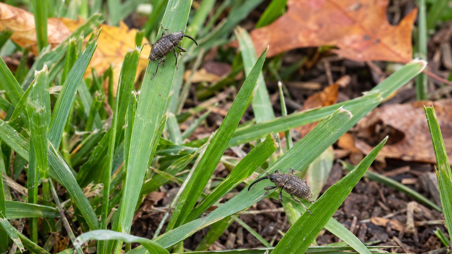 Billbugs in Lawns: How to Spot Them and Get Rid of Them