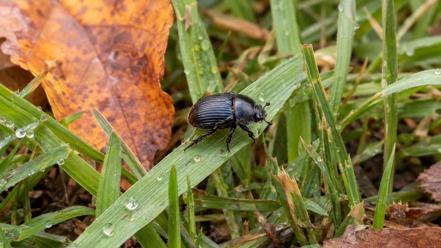 Black Turfgrass Ataenius: How to Spot Them and Get Rid of Them