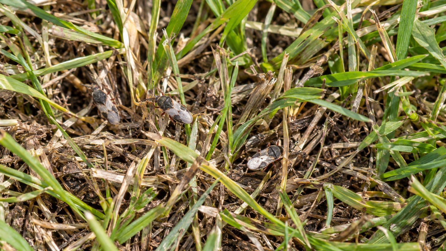 Chinch Bugs in Lawns: How to Spot Them and Get Rid of Them