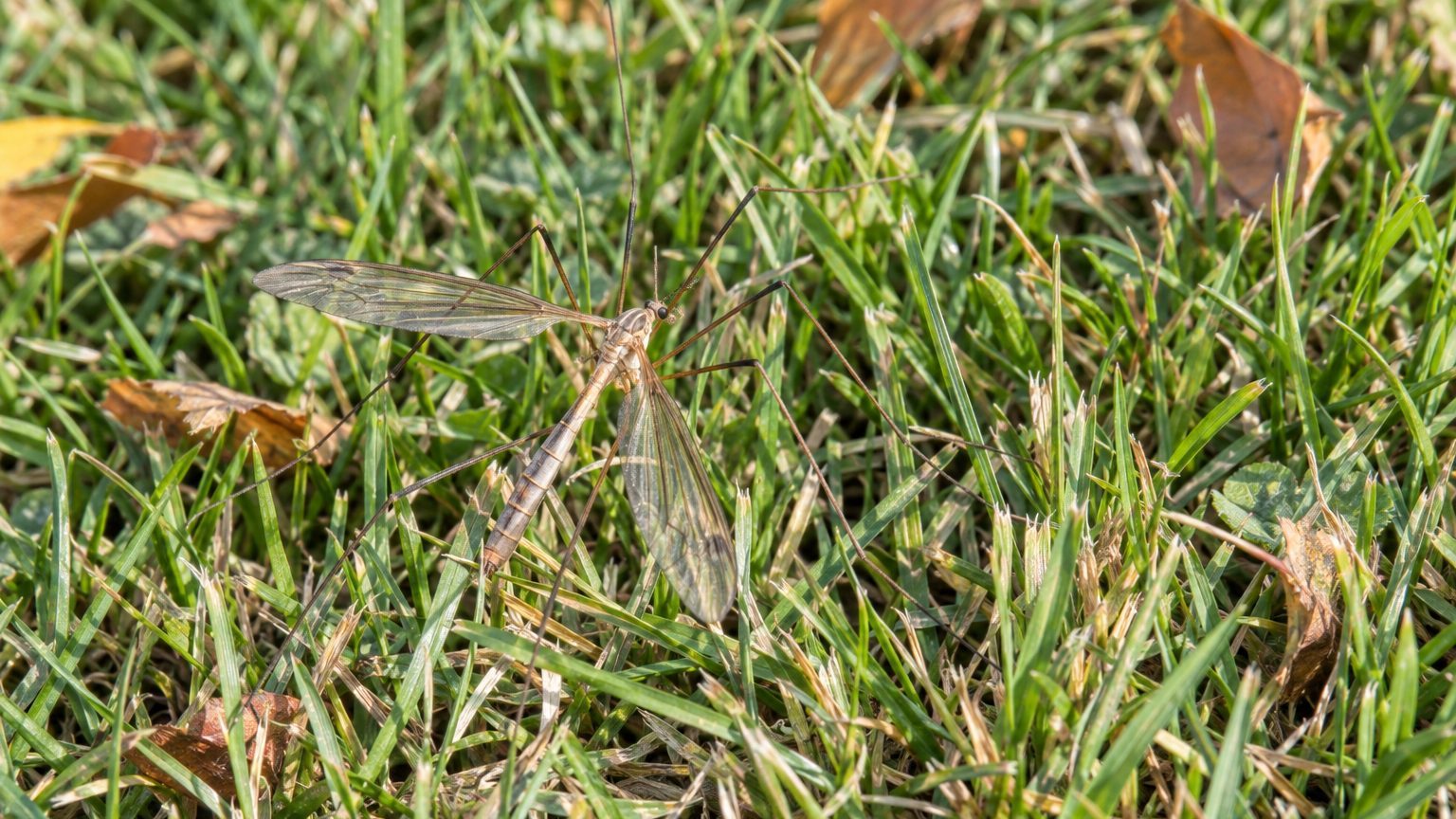Crane Fly Larvae in Lawn: How to Spot Them and Get Rid of Them