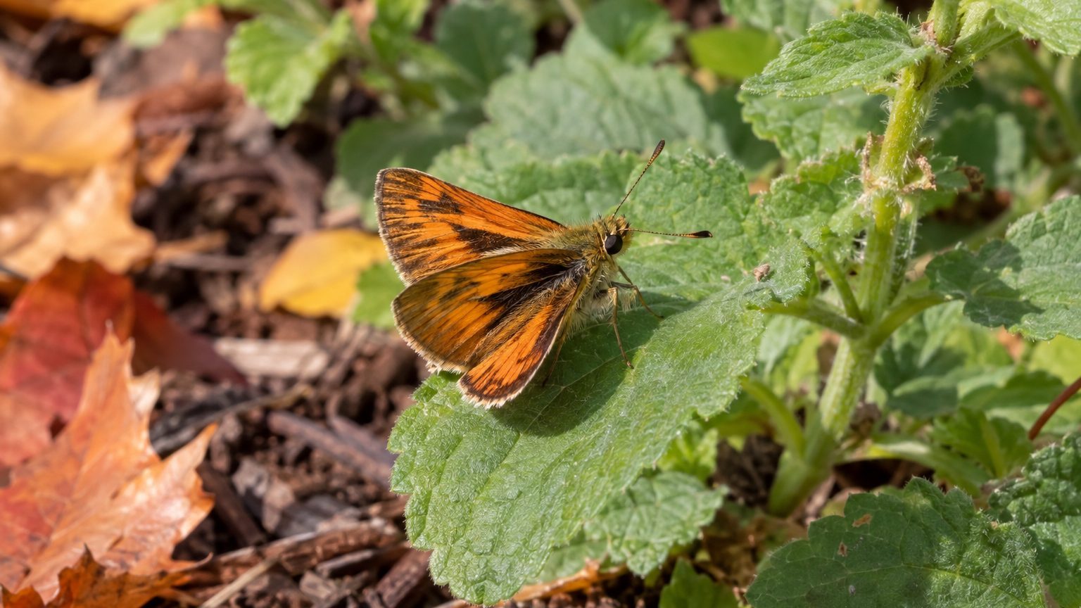 Fiery Skipper in Lawns: How to Spot Them and Get Rid of Them