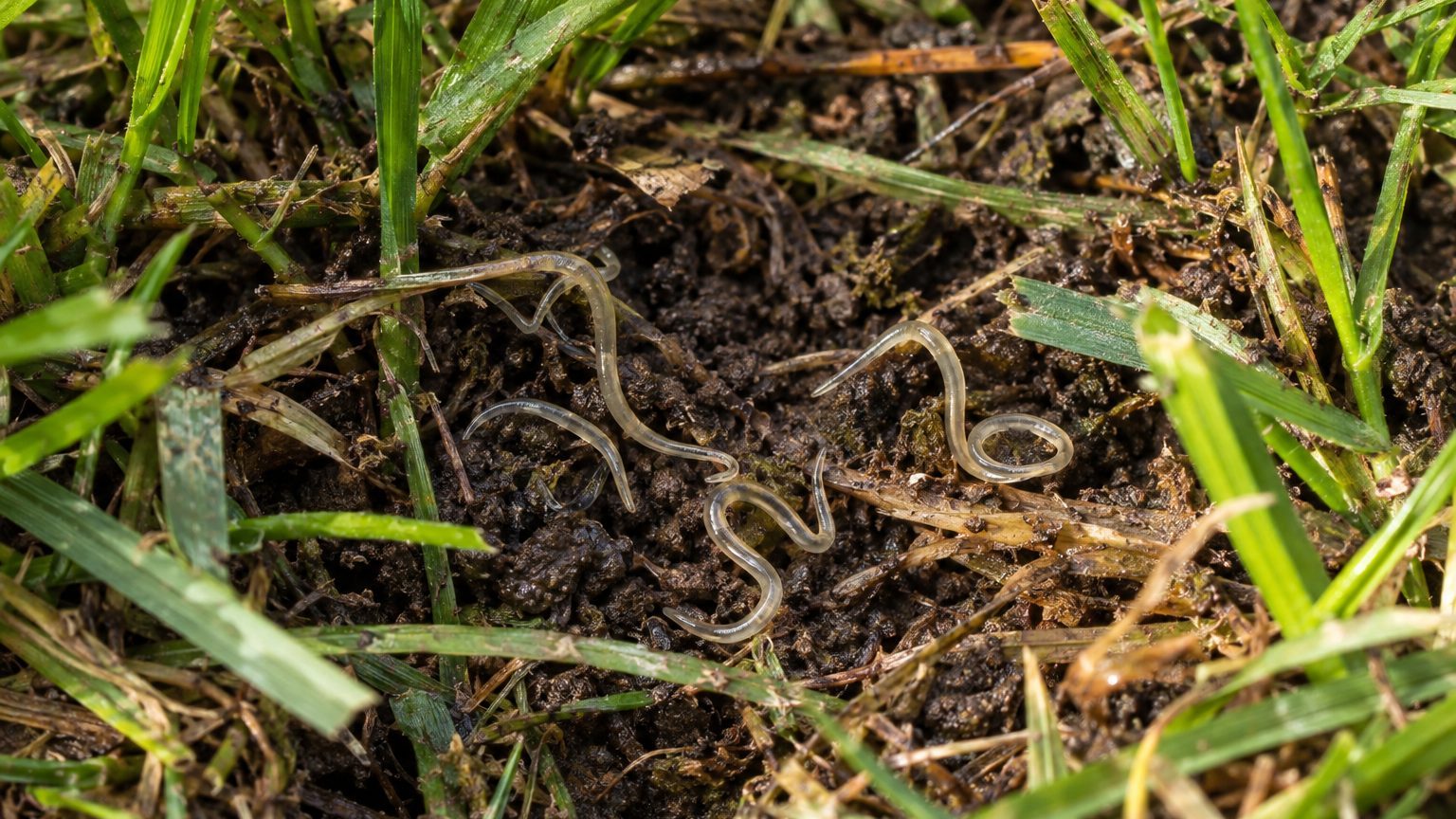 Nematodes in Lawns: How to Spot Them and Get Rid of Them