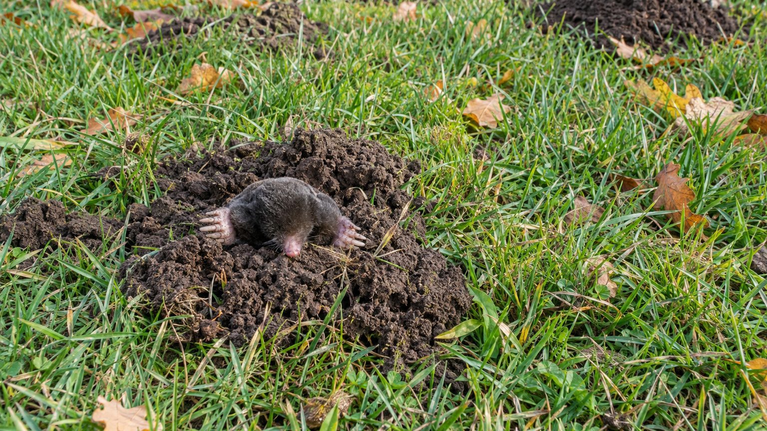 Moles in Lawns: How to Spot Them and Get Rid of Them