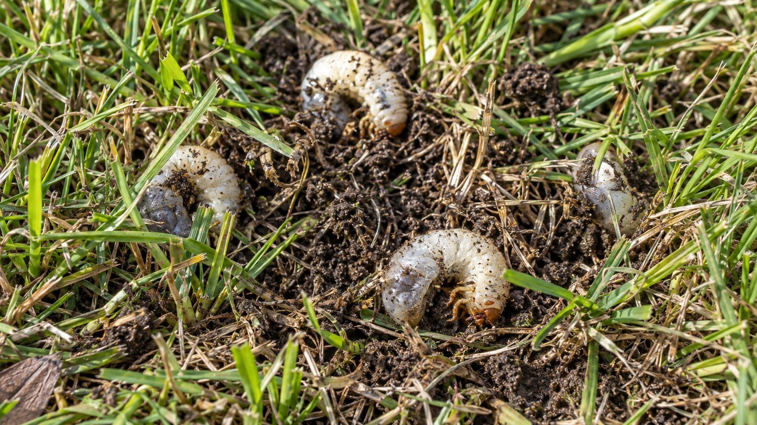 White Grubs in Lawns: How to Spot Them and Get Rid of Them