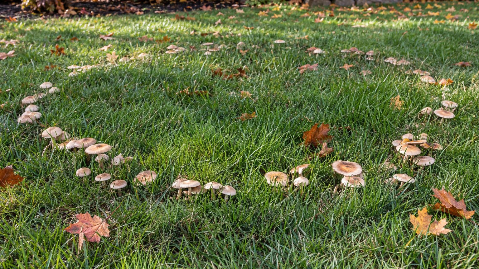 Rings in the Lawn (fairy ring): What It Means and What to Do