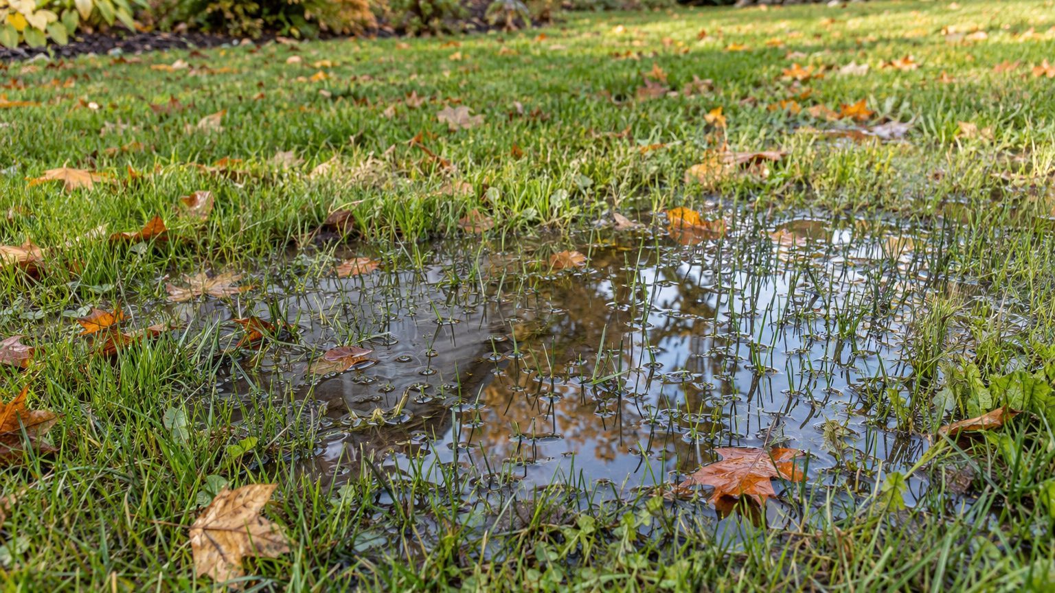 Standing Water in the Yard: What It Means and What to Do