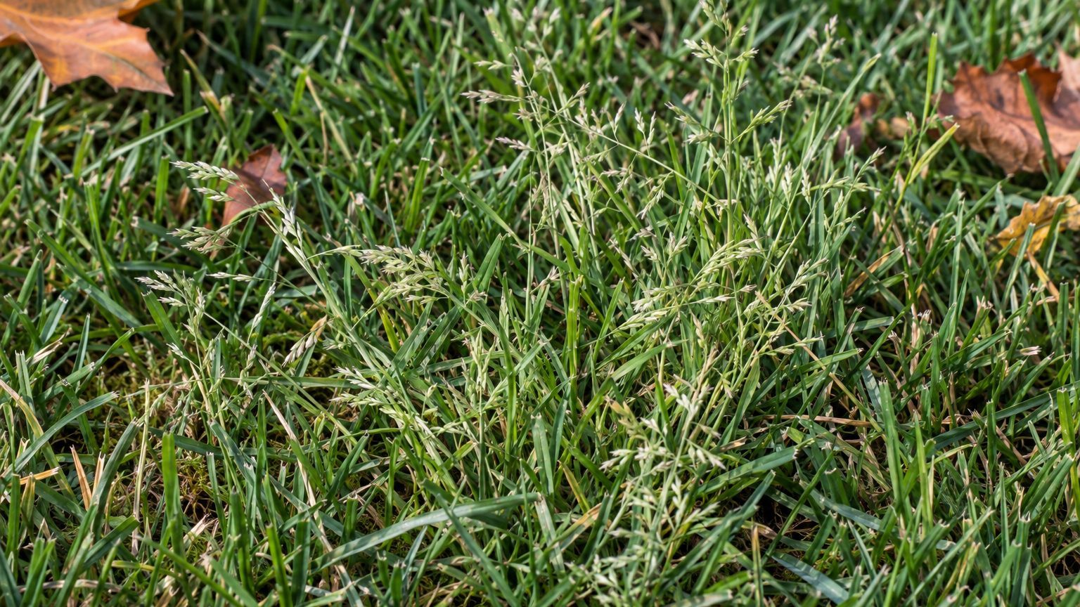 Annual Bluegrass (Poa annua) in Lawns: How to Identify It and Kill It