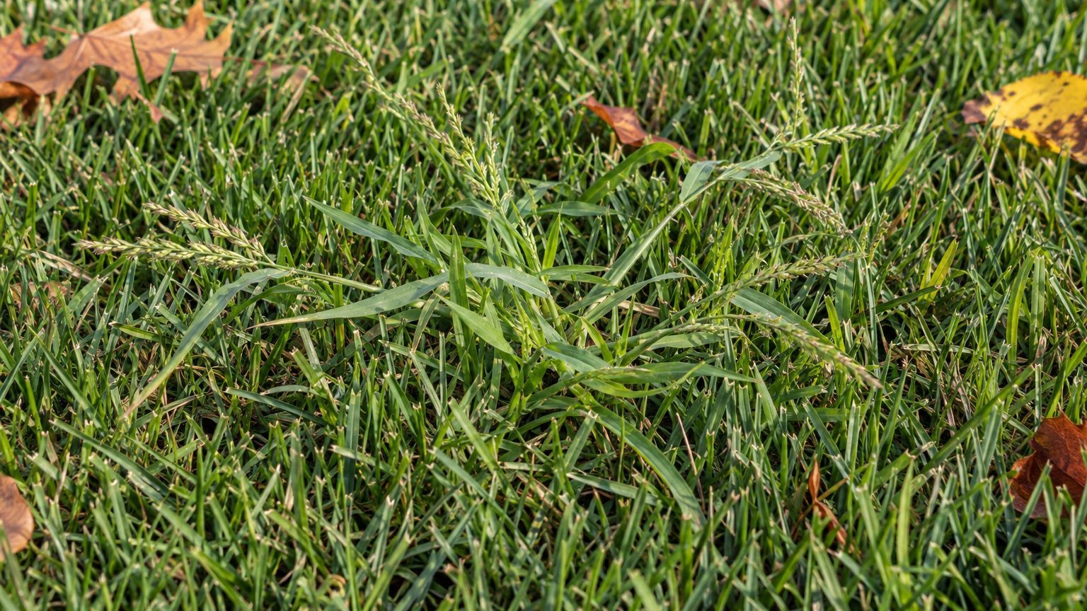 Barnyard Grass in Lawns: How to Identify It and Kill It