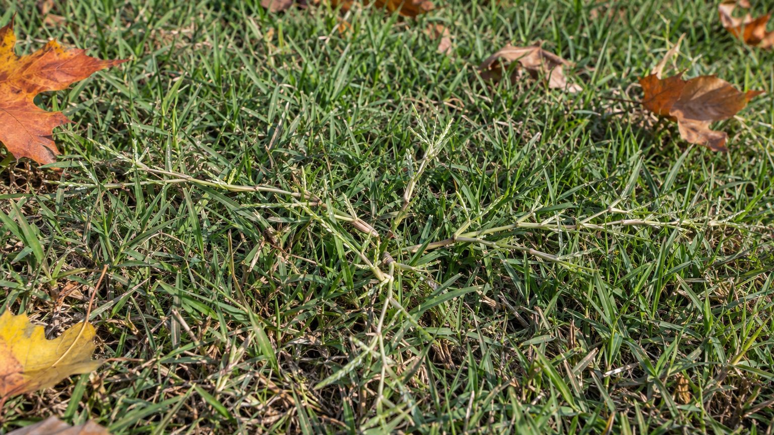 Bermudagrass in a Lawn: How to Identify It and Kill It