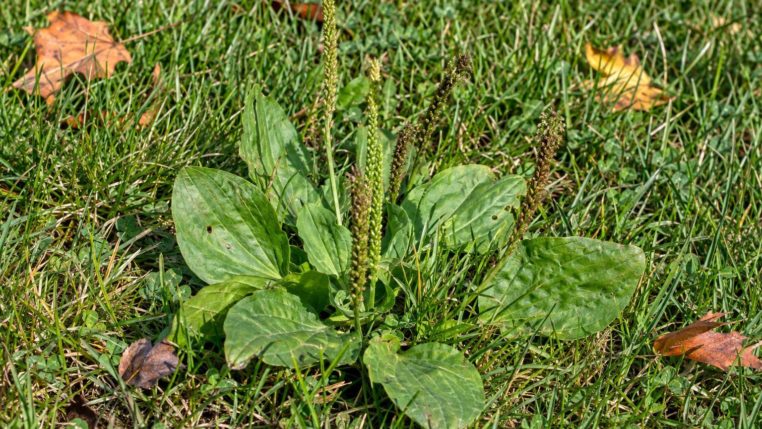 Broadleaf Plantain in Lawns: How to Identify It and Kill It
