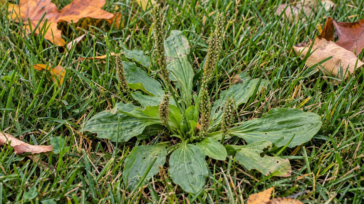 Buckhorn Plantain in Lawns: How to Identify It and Kill It