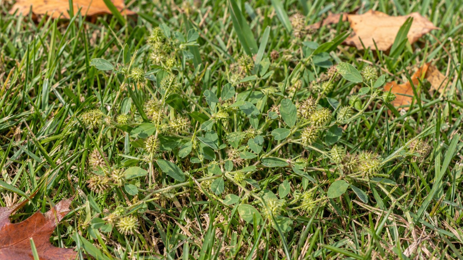 Burclover in Lawns: How to Identify It and Kill It