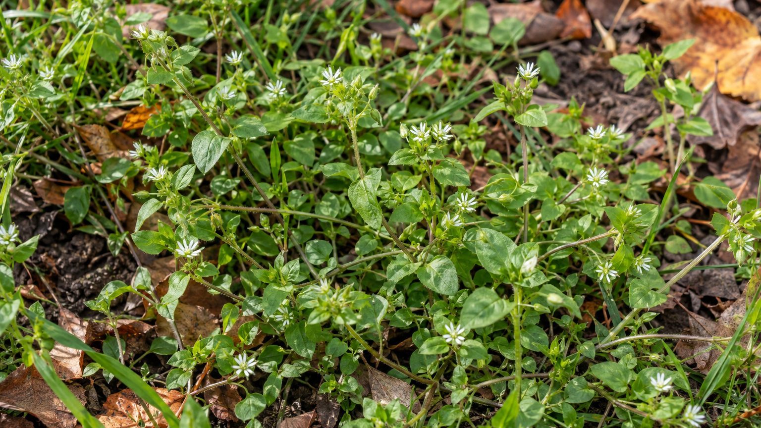 Chickweed in Lawns: How to Identify It and Kill It