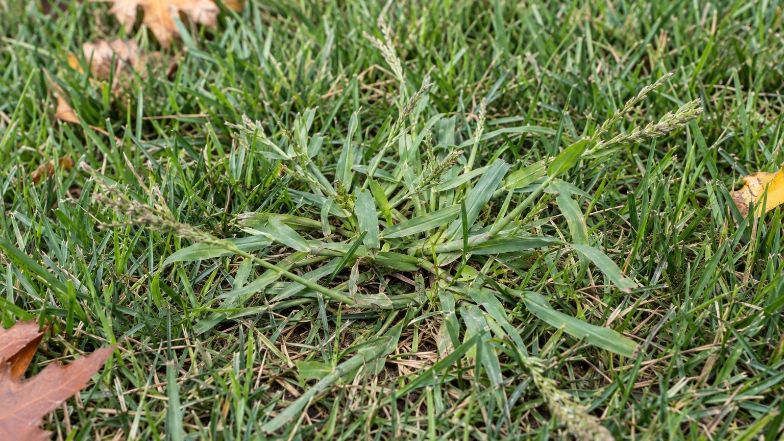Crabgrass in Lawns: How to Identify It and Kill It
