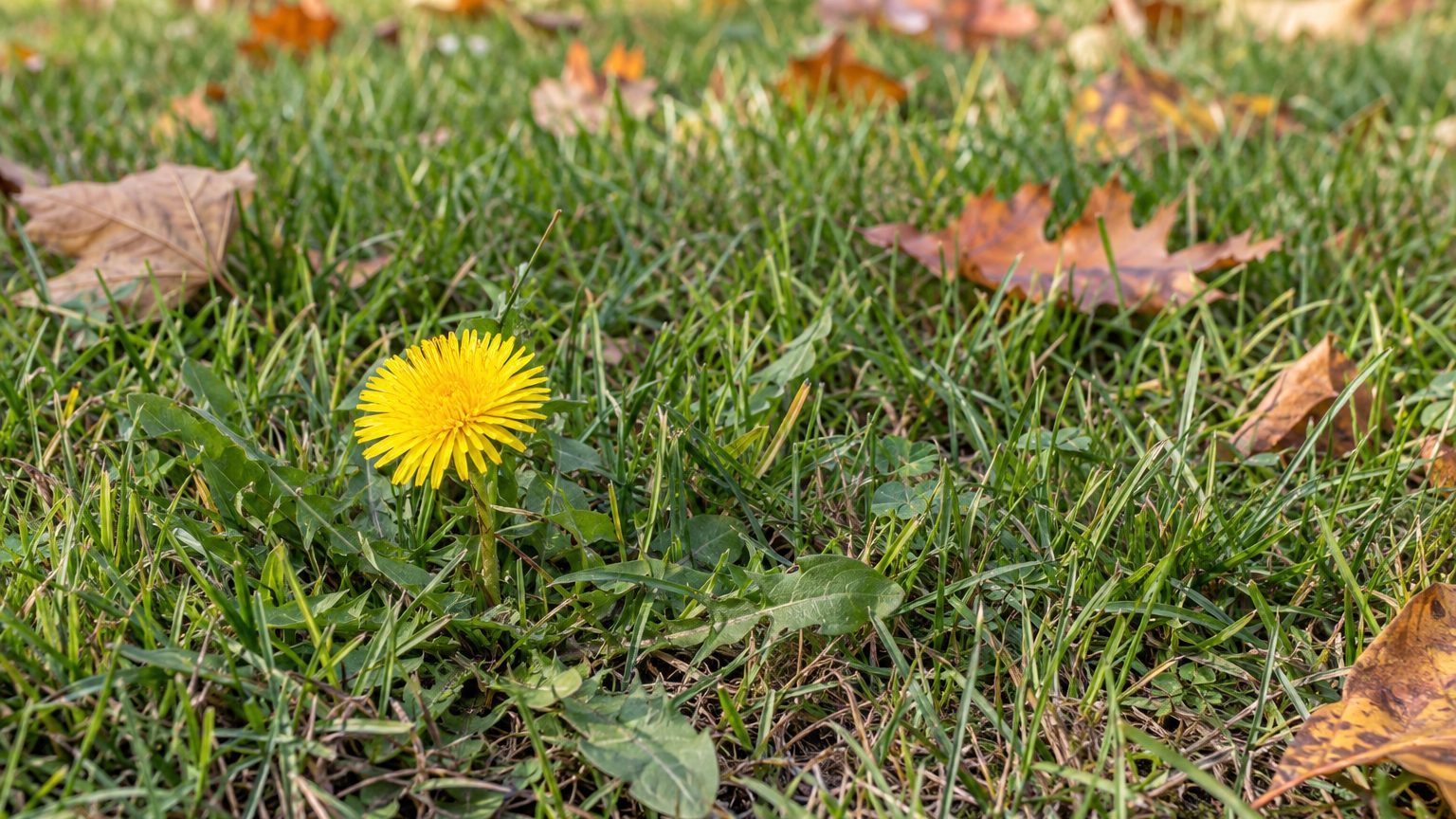 Dandelion in Lawns: How to Identify It and Kill It