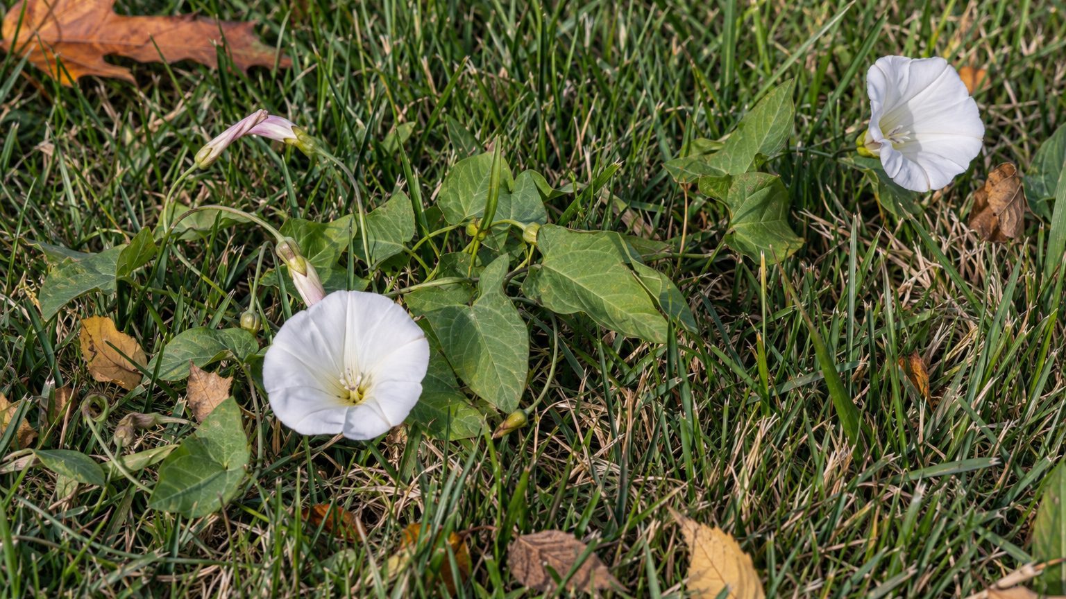 Field Bindweed in Lawns: How to Identify It and Kill It
