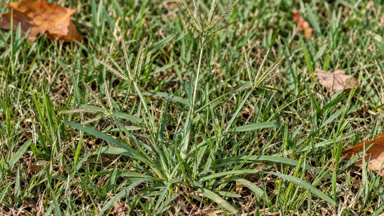 Goosegrass in Lawns: How to Identify It and Kill It